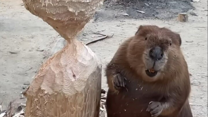 Marmut yang Menggemaskan!