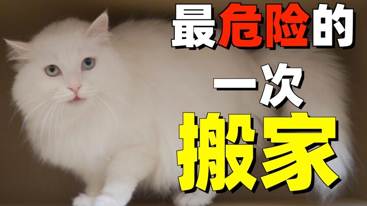 The fifth time I moved all my cats together—thrilling and lucky!