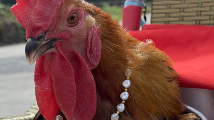 Semua karena kuku ayamnya terlalu keras