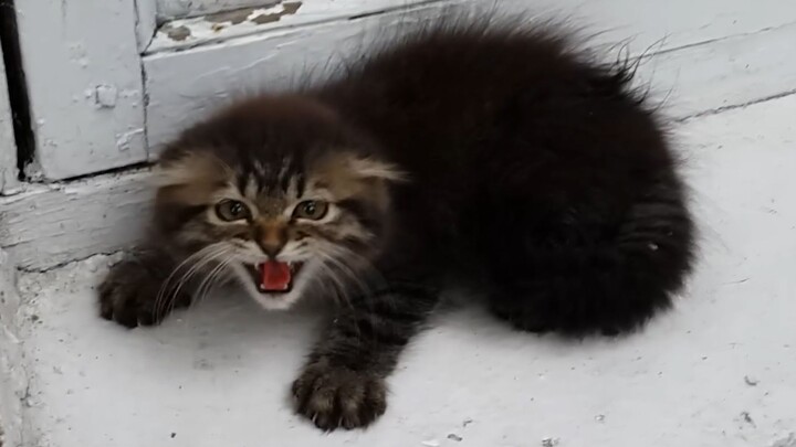 Little kitten: “I’m super fierce! Please be a little scared, everyone!”