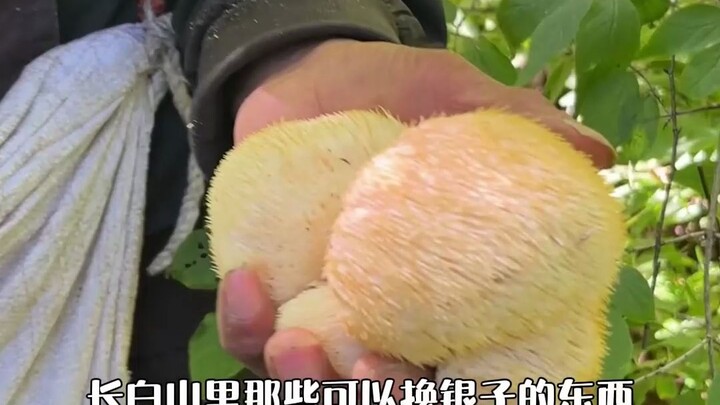 If you come to Changbai Mountain and don’t know these, you’re really missing out!