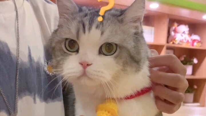 Big Head: You’re all picking on me, this high-quality cat!