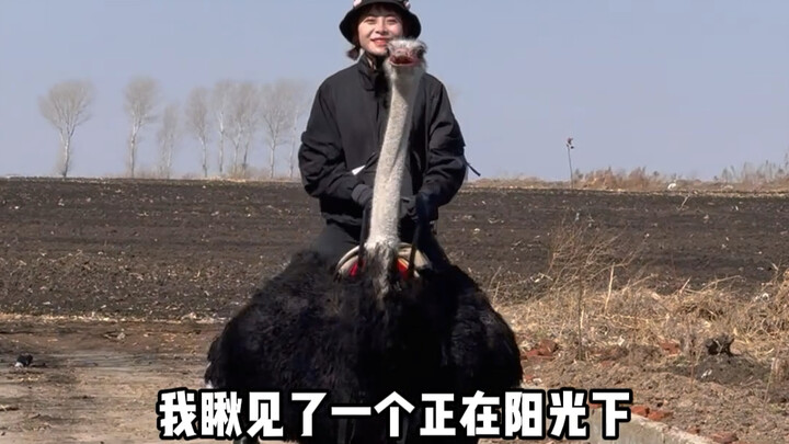 The Girl Riding an Ostrich