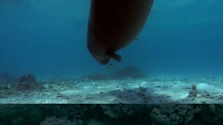 Mamalia laut pemakan Padang lamun