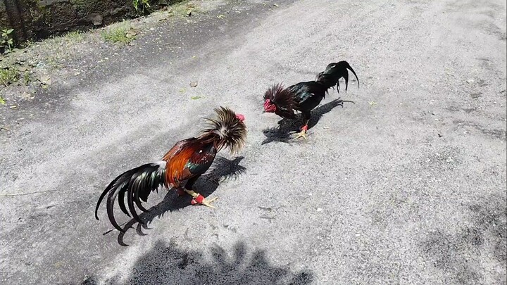 My Aseel-Boston Roundhead Full Brother :)