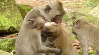 What Nop Doing On Like This? Poor Baby Nop Monkey Feel Hungry Milk, So Pity Why Hit Nop Baby
