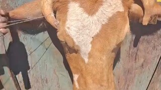 给牛牛锯掉牛角尖，都扎进肉里面了，肯定很难受...