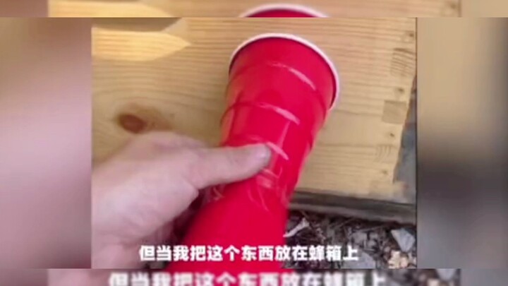 外国网友自制扬声器偷听蜜蜂在蜂箱里聊些什么吗，我仿佛听到了小黄人的声音！
