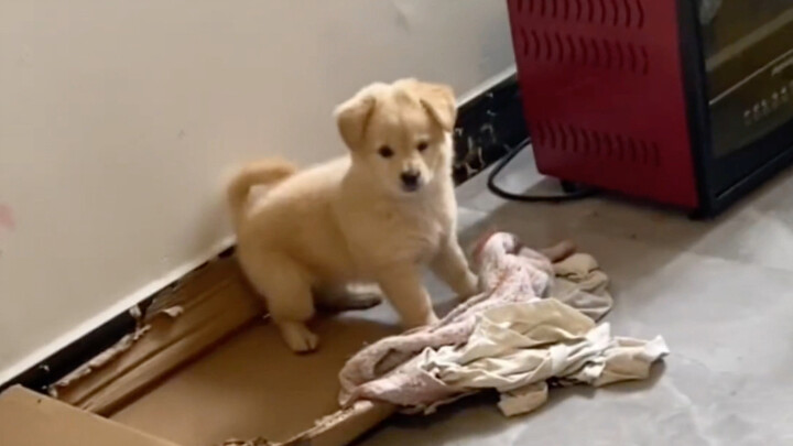 "Barrier-free communication between humans and animals—this is practically genius!"