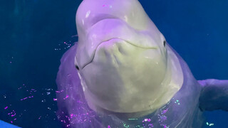 Banyak penggemar bertanya kepada saya mengapa Xiao Hei yang begitu putih masih sering mengatakan bah