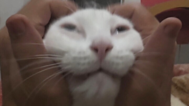 Good Cat's Forced Love