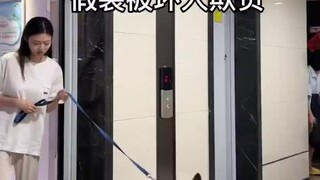 التظاهر بالاعتداء من قبل أشخاص سيئين: رد فعل كلب الماورانر الألماني