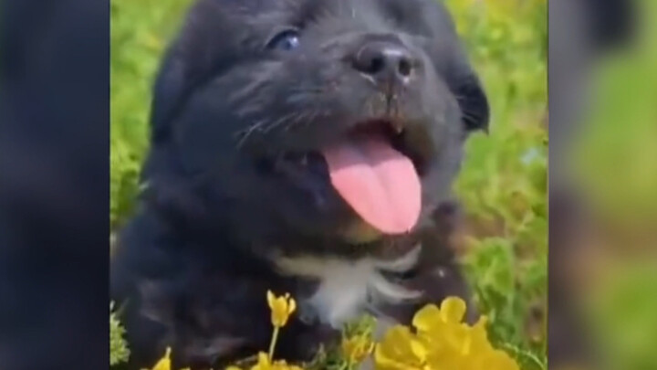 “The little dog is so cute.”