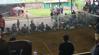 3 Cock Derby at Narra, Palawan signature Sweater on the moves