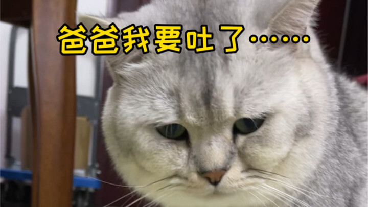 Saat kucing yang sejak kecil tumbuh dengan makanan kucing pertama kali melihat kucing lain memakan t