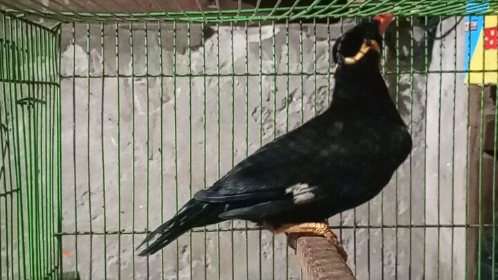 ময়না 🐦 পাখি