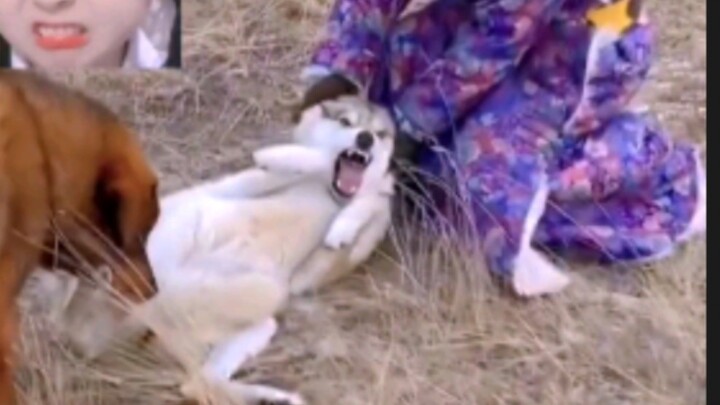 الذئب: يذهب إلى الكرة، إنه يعرف نقطة ضعفي… #ذئب #كوميديا #هاسكي