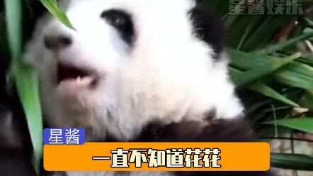 Good temper and cute looks~ no wonder she’s become the top female panda in the world! ! !