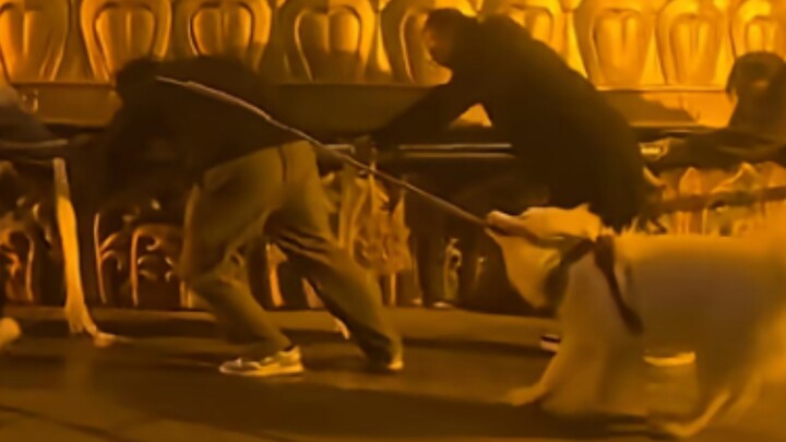 Orangnya kaya raya, anjingnya aja nggak mau minggir! Malu banget sampai ke Shangri-La!