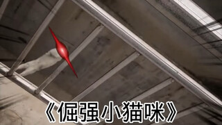 四大猫咪