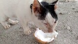 MUKBANG BUKO | SENIOR CAT EATING COCONUT NO EDIT