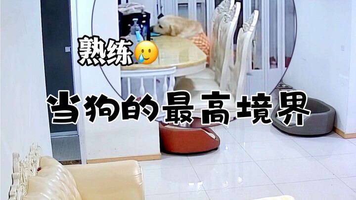 ระดับสูงสุดของการเป็นหมา ความอยากแบ่งปันอันล้นเหลือ ทั้งยังเป็นตัวของตัวเองและคล่องแคล่วว่องไว แบบนี