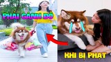 Thú Cưng Vlog | Gia Gia Đáng Yêu Và Mẹ #3 | Chó Gấu Alaska thông minh vui nhộn | Pets dog cute smart