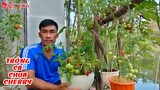 Chia Sẻ Kinh Nghiệm Kỹ Thuật Trồng Cà Chua Cherry Làm Rau Quả Sạch Tại Nhà | NKGĐ