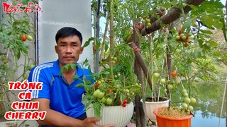 Chia Sẻ Kinh Nghiệm Kỹ Thuật Trồng Cà Chua Cherry Làm Rau Quả Sạch Tại Nhà | NKGĐ