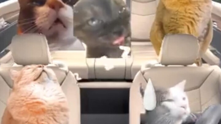 A family road trip is like: