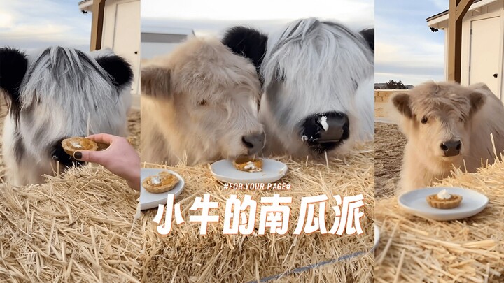 Sapi Highland Pertama Kali Mencicipi Pai Labu 🥧