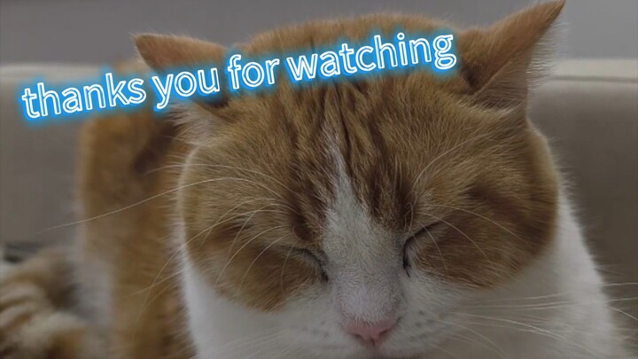 หนูง่วงครับพ่อ #meow #kitten #kittens #catoftheday#meow #kitten #kittens #catoftheday #cutecat #cat
