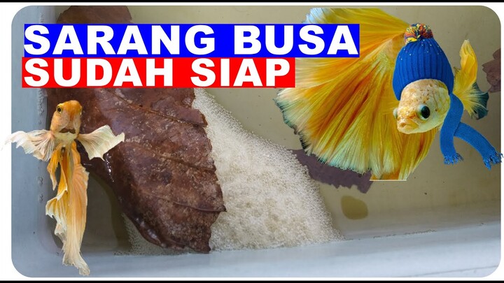 Ikan Cupang Jantan Mau membuat Gelembung lagi dengan Trik Sederhana ini