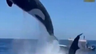 Killer whale hand dirty scene