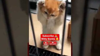 Cutest Kitten TikTok Dance Funny Cat #kitten #tiktok #dance #shorts