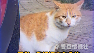 Kitten: I understood it immediately