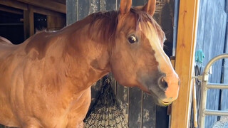 (ضبط الصوت) 🐴: ماذا، هل يمكنك التحكم بحمارك من فضلك؟