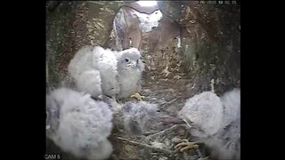 Robert E Fuller: Watch these kestrel chicks have a tug of war over their dinner