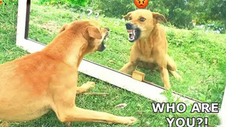 พยายามอย่าหัวเราะ 😂 วิดีโอแสดงปฏิกิริยาแปลกๆ ของสุนัขและแมว 46