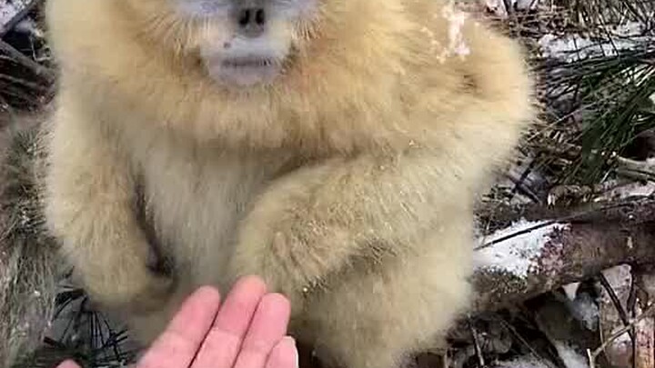 Monyet emas itu seperti bangsawan, dan yang ada di Gunung Emei adalah pengemis...