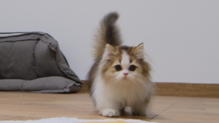 Ketika aku membelikan kucingku seorang calon suami