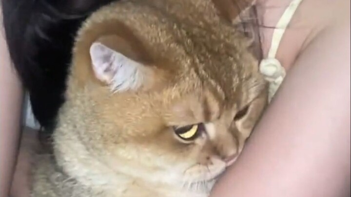 Ternyata kucing kecil juga bisa mengalami fobia sosial!