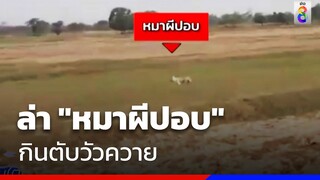 ล้อมจับ "หมาผีปอบ" ไล่กัดวัวควายได้แค่ลูกหมา  | ข่าวช่อง8