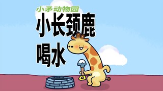 【小矛动物园】小长颈鹿喝水