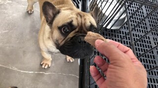 How to handfeed the dog if they dont want to eat. // french bulldog handfeed. ( tagalog)
