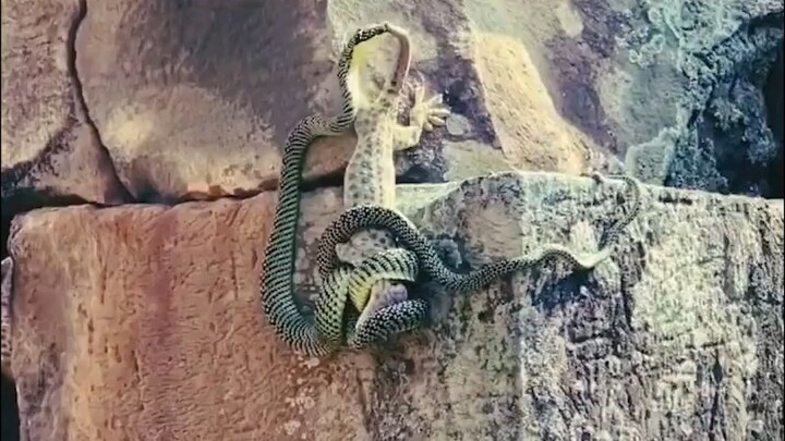 Lizard: Tatakai! Tatakai for my friends!