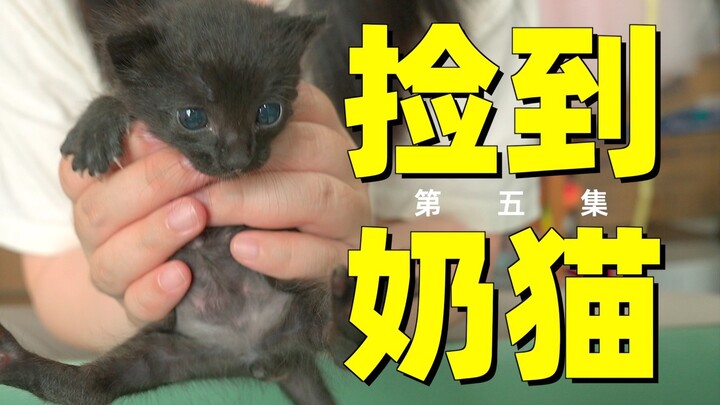 Kucing liar yang ditemukan akhirnya tetap tak bisa terhindar dari sakit!