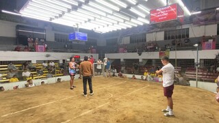 Magtito Gamefarm Pumpkin sweater, 2Stag Derby Gentri. Draw..Tapon ang sabaw..