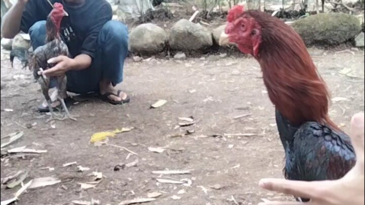 sesama penghobi ayam