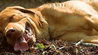 كلب مسكين تم التخلي عنه، وُضع معلقاً على جهاز المشي ويجري بجهد شديد، وإذا توقف يتعرض للضرب بالسوط.